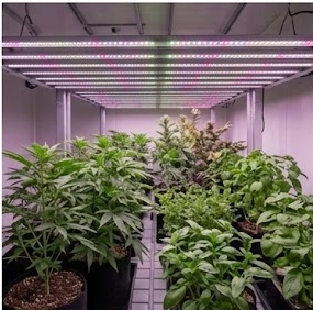 The Role of Different Light Spectra on Various Plant Growth Stages 03