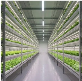 Why Plants Need High and Uniform Illumination: The Core of Yield Optimization
