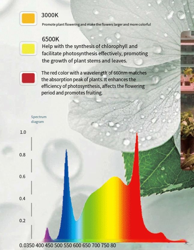 Light Spectrum Strategies for Each Growth Stage