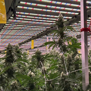 Cannabis grow lights