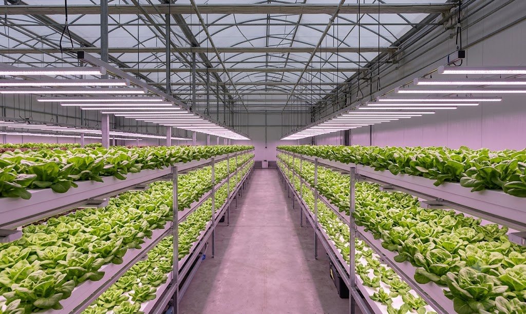 Illuminating Success: A Practical Guide for Greenhouse Growers on Selecting Plant Lights